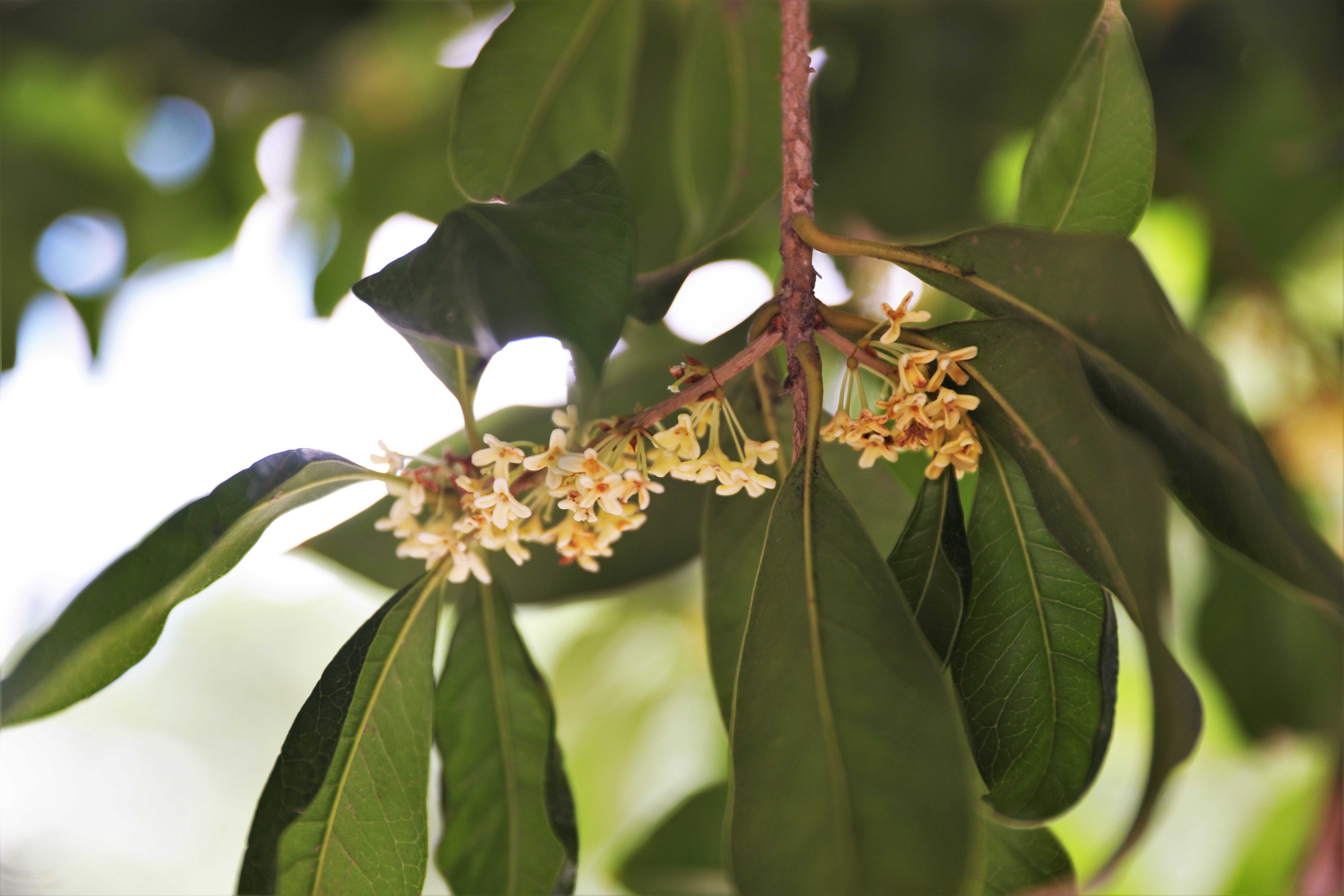 校园一角——桂花飘香