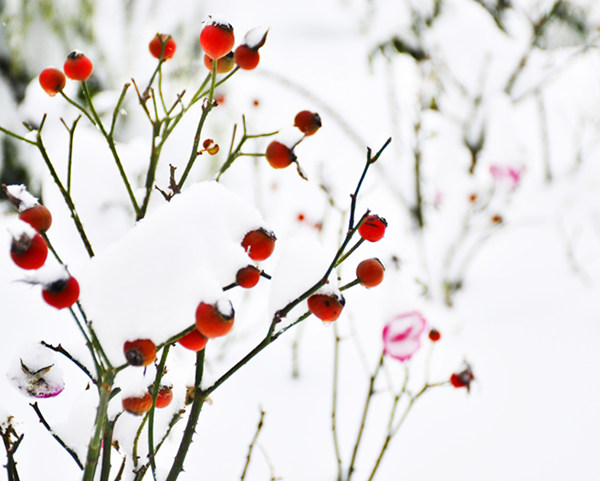 万白丛中一点红