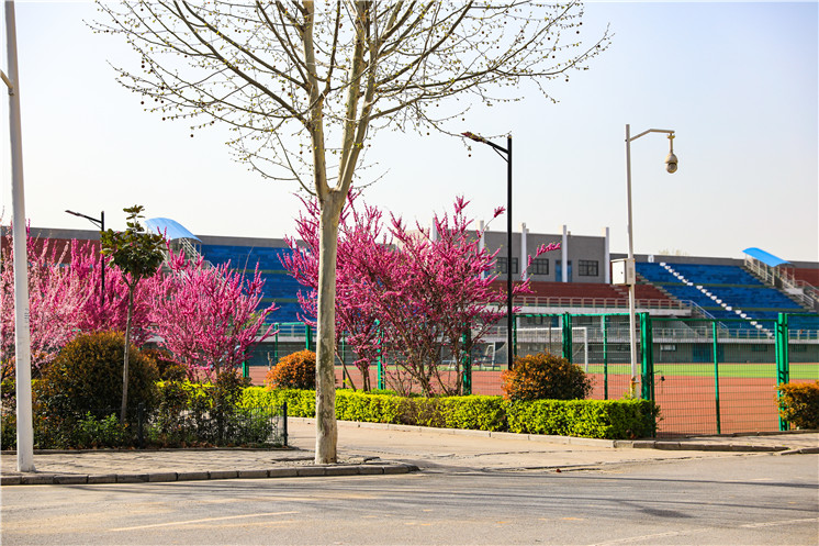 排比花枝满校园