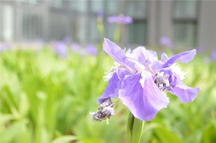 扁竹兰高雅矗立在那花海