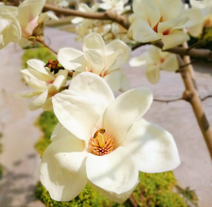 洁白无暇满枝头，淡淡幽香徐自来