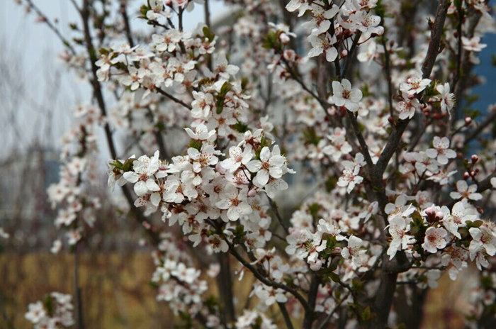 春来雨润花迎春