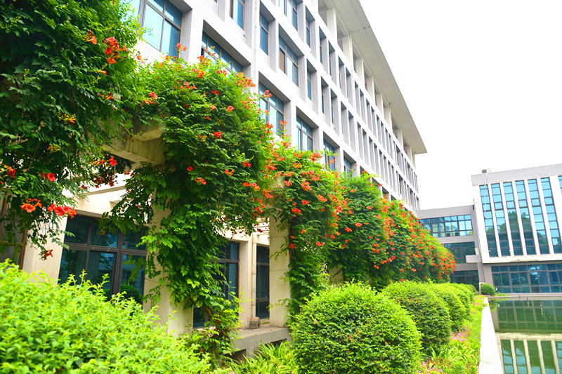 B楼前的凌霄花
