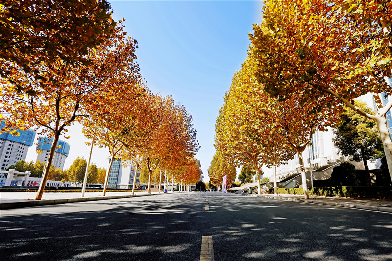 图书馆前的黄金大道