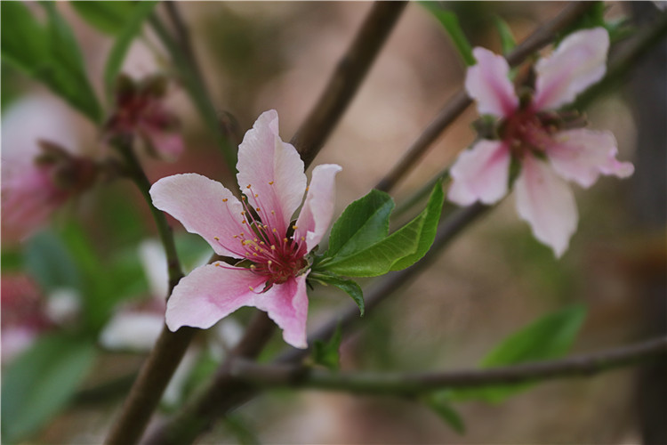 粉红郎君——桃花