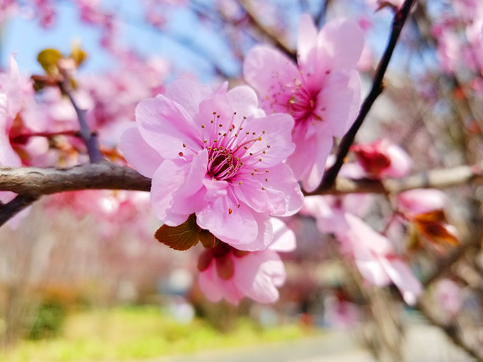 雪径清寒蝶未知，暗想谁遣好风来