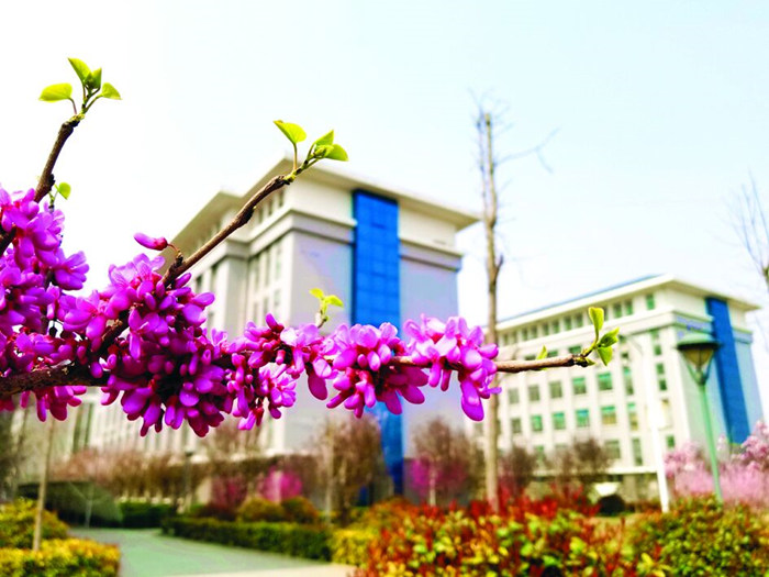 行政楼边怒放的紫荆花
