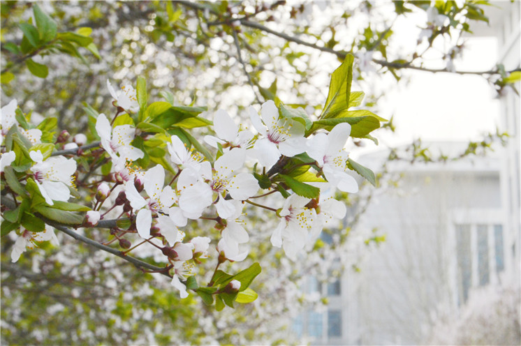 冬远春渐，万物复苏
